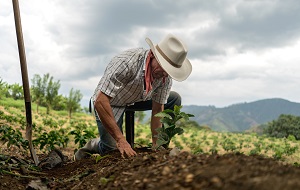 farmer working on crops