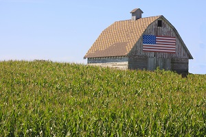 corn field with barn in the background. barn has american flag on it